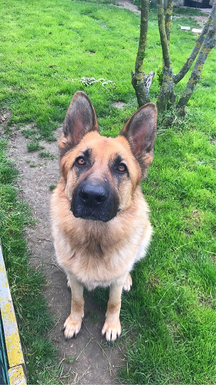 Siska participe au concours pour gagner de l'argent avec cette photo : belgian_shepherd_malinois, canidae, carnivore, collar, companion_dog, dog, dog_breed, fawn, fur, german_shepherd_dog, grass, herding_dog, old_german_shepherd_dog, plant, snout, sporting_group, terrestrial_animal, whiskers, working_animal, working_dog