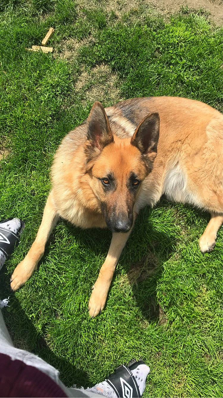 Siska a rejoint le concours — aidez-le/la à gagner de superbes lots ! canidae, carnivore, companion_dog, dog, dog_breed, east_european_shepherd, fawn, german_shepherd_dog, grass, herding_dog, plant, sporting_group, terrestrial_animal, working_animal, working_dog