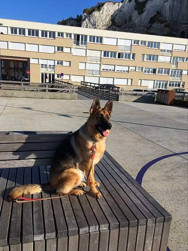 Siska a rejoint le concours — aidez-le/la à gagner de superbes lots ! building, canidae, carnivore, companion_dog, dog, dog_breed, east_european_shepherd, flooring, german_shepherd_dog, herding_dog, house, old_german_shepherd_dog, plant, road_surface, sky, snout, sporting_group, street, window, wood