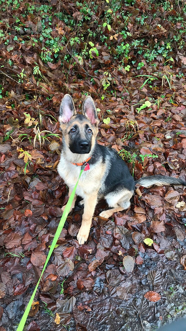 Siska participe au concours pour gagner de l'argent avec cette photo : canidae, carmine, carnivore, collar, companion_dog, dog, dog_breed, dog_supply, fawn, grass, groundcover, non_sporting_group, plant, snout, soil, sporting_group, tail, terrestrial_animal, working_animal