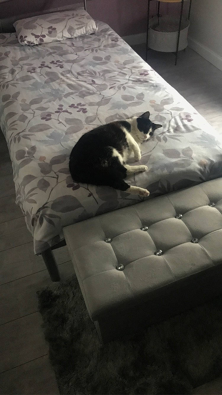 Lili participe au concours pour gagner de l'argent avec cette photo : black, carnivore, cat, comfort, dog_breed, felidae, floor, flooring, fur, furniture, grey, hardwood, linens, living_room, small_to_medium_sized_cats, snout, tail, tints_and_shades, whiskers, wood