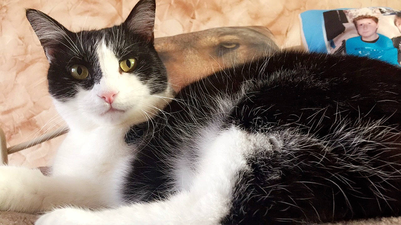 Lili a rejoint le concours — aidez-le/la à gagner de superbes lots ! carnivore, cat, comfort, domestic_short_haired_cat, felidae, fur, grass, paw, small_to_medium_sized_cats, snout, tail, whiskers