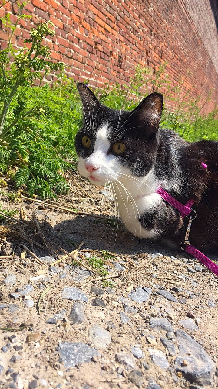 Lili a rejoint le concours — aidez-le/la à gagner de superbes lots ! carnivore, cat, domestic_short_haired_cat, eye, felidae, fur, grass, paw, plant, shadow, sitting, small_to_medium_sized_cats, snout, soil, tail, terrestrial_animal, tree, trunk, whiskers, wildlife