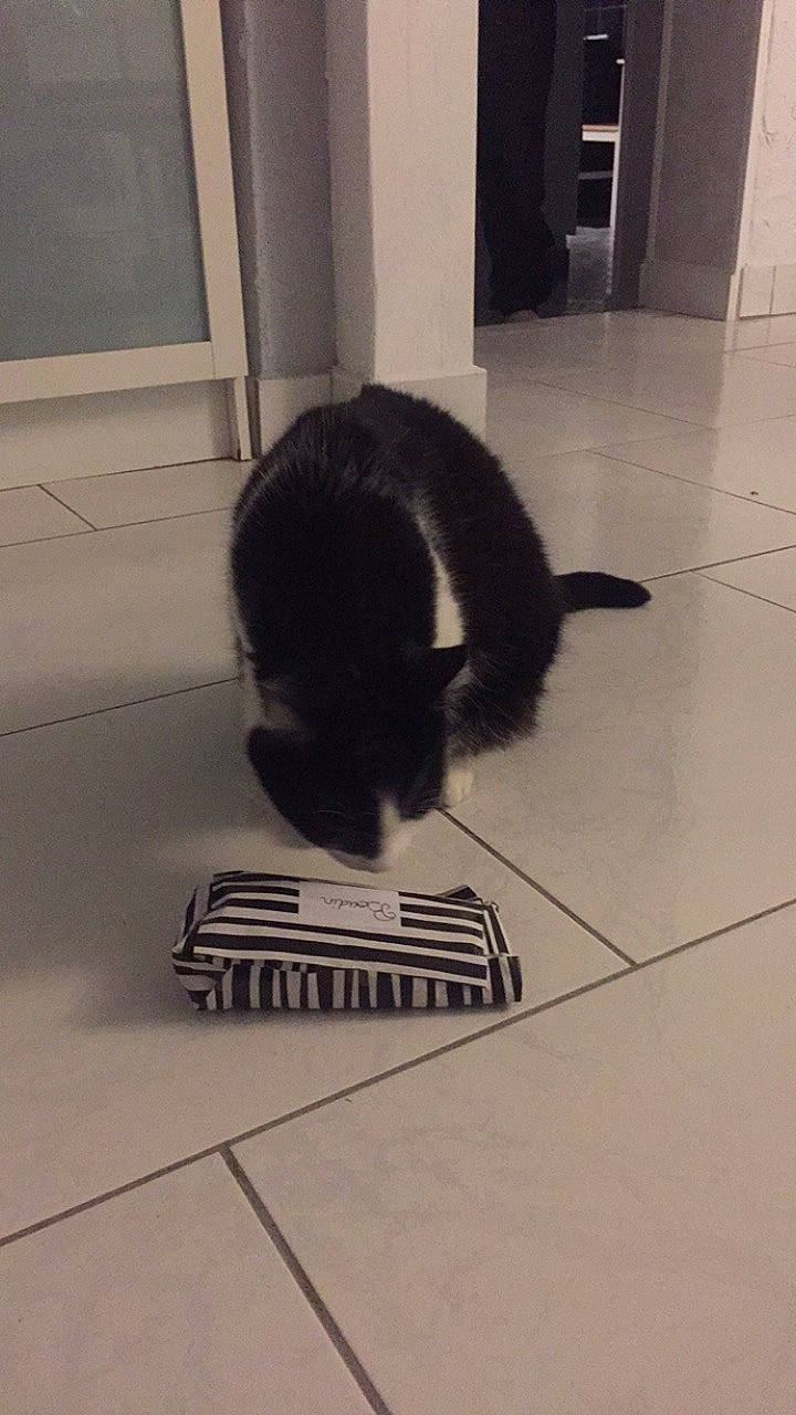 Lili participe au concours pour gagner de l'argent avec cette photo : black_cat, canidae, carnivore, cat, dog_breed, domestic_short_haired_cat, felidae, floor, flooring, fur, paw, room, shadow, small_to_medium_sized_cats, snout, sporting_group, tail, terrestrial_animal, tile, whiskers