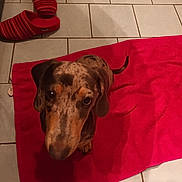 Arley participe au concours pour gagner de l'argent avec cette photo : dog, dachshund, pet, red_towel, striped_slippers, indoor, tile_floor, brown_spotted_coat, looking_up, cute, small_dog, animal, floor, domestic, companion, paw, tail, household, cozy, curious