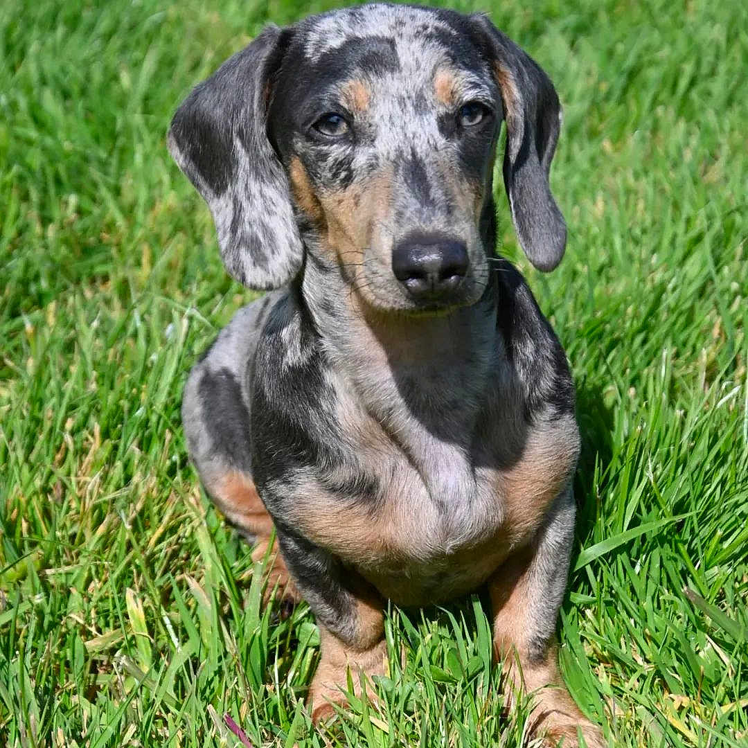 Arley participe au concours pour gagner de l'argent avec cette photo : dog, dachshund, puppy, grass, outdoor, pet, animal, canine, dappled_coat, ears, sitting, nature, greenery, cute, young, fur, small_dog, portrait, sunlight, mammal