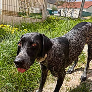 Freyou a rejoint le concours — aidez-le/la à gagner de superbes lots ! black_and_white, brown_eyes, canine, collar, curious, daylight, dog, ears, fence, flowers, garden, grass, house, nature, outdoor, path, pet, speckled, sunny, tongue_out