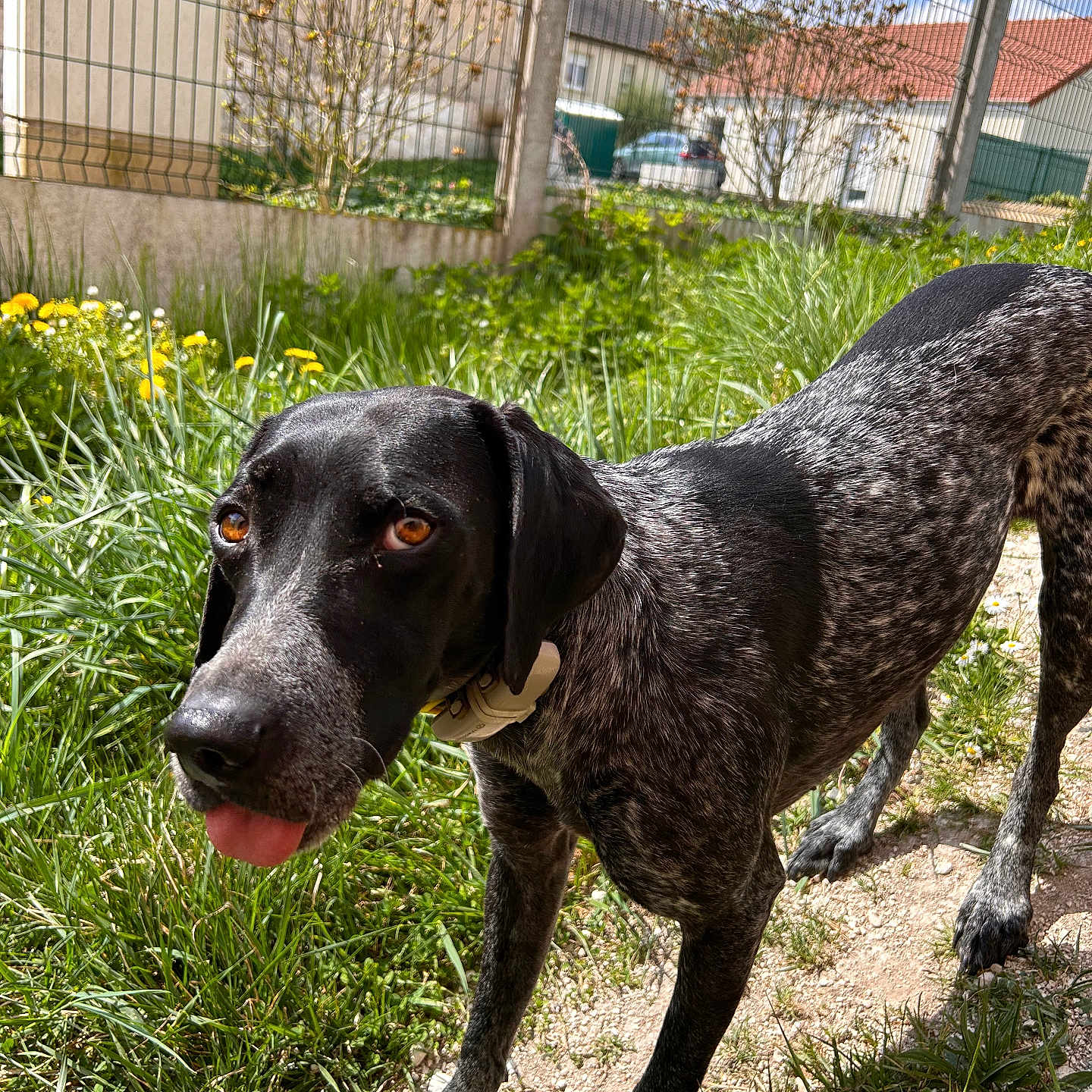 Freyou a rejoint le concours — aidez-le/la à gagner de superbes lots ! black_and_white, brown_eyes, canine, collar, curious, daylight, dog, ears, fence, flowers, garden, grass, house, nature, outdoor, path, pet, speckled, sunny, tongue_out