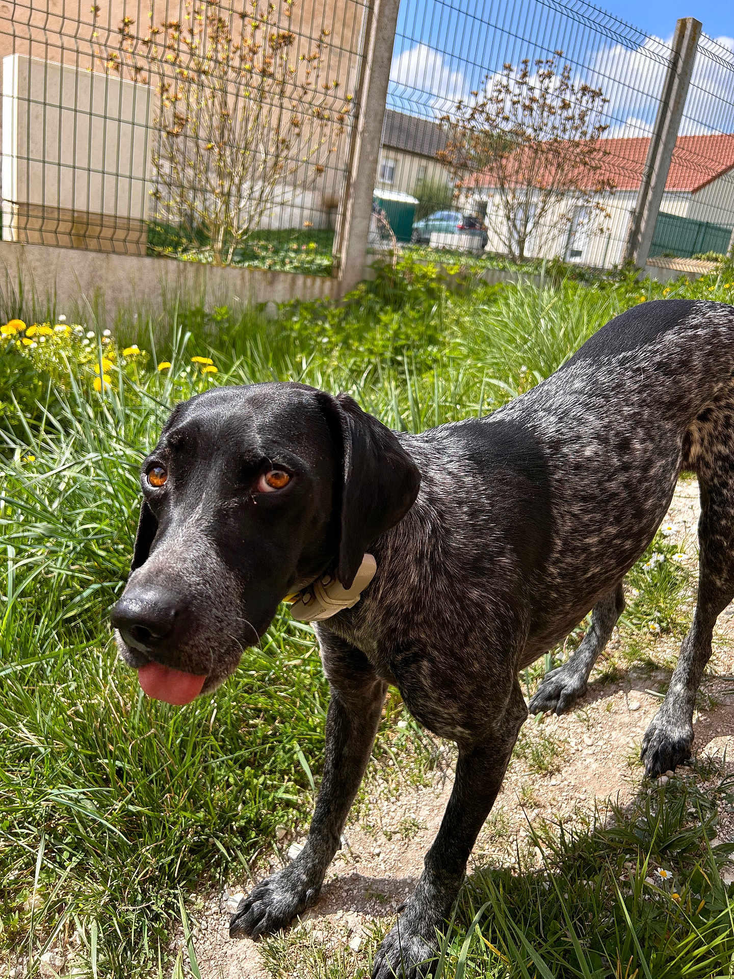 Freyou a rejoint le concours — aidez-le/la à gagner de superbes lots ! black_and_white, brown_eyes, canine, collar, curious, daylight, dog, ears, fence, flowers, garden, grass, house, nature, outdoor, path, pet, speckled, sunny, tongue_out