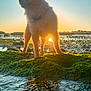 Venus participe au concours pour gagner de l'argent avec cette photo : dog, sunset, water, rocks, moss, silhouette, outdoor, nature, animal, pet, golden_hour, landscape, reflection, fur, collar, calm, scenic, sunlight, wildlife, peaceful