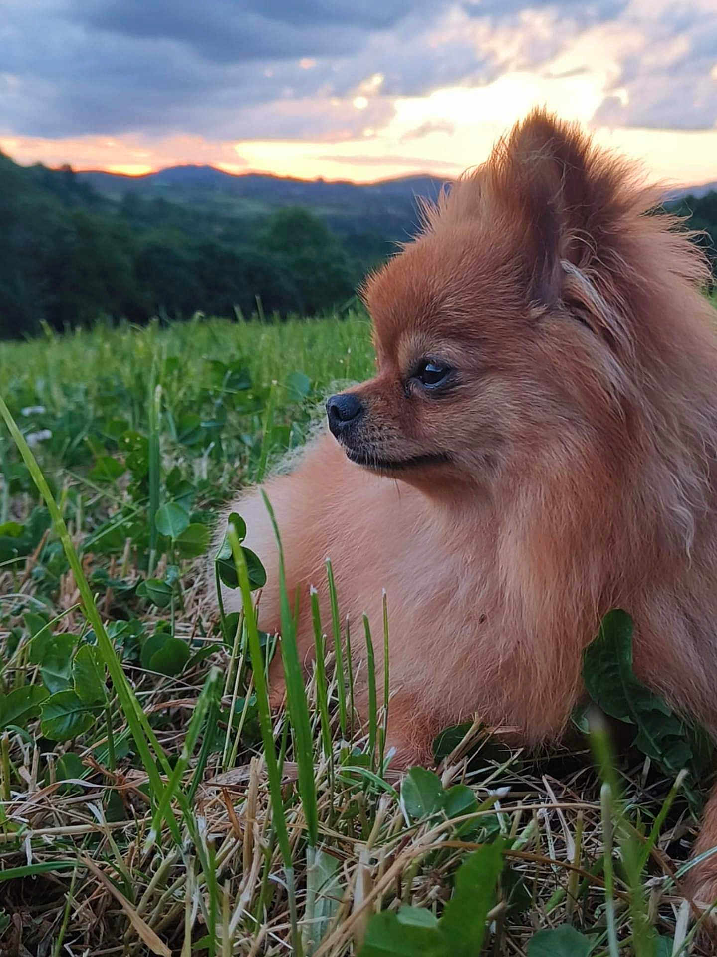 Venus a rejoint le concours — aidez-le/la à gagner de superbes lots ! dog, pomeranian, fluffy, grass, field, sunset, outdoor, nature, sky, clouds, scenery, animal, pet, canine, fur, profile, landscape, greenery, peaceful, relaxing