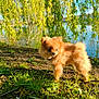 Venus participe au concours pour gagner de l'argent avec cette photo : dog, puppy, pomeranian, grass, pond, willow_tree, nature, sunlight, outdoor, greenery, small_dog, fluffy, animal, pet, water, summer, tree, leaf, cute, fur