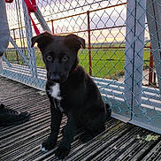 Arès participe au concours pour gagner de l'argent avec cette photo : puppy, dog, black_dog, white_patch, leash, chain_link_fence, wooden_deck, sunset, outdoor, grass, person, shoe, metal_structure, sky, nature, pet, young_dog, sitting, collar, cute