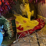 Yume participe au concours pour gagner de l'argent avec cette photo : cat, tabby_cat, christmas_tree, tinsel, string_lights, tree_skirt, red_decor, holiday, festive, indoor, cable, wood_floor, miniature_house, moss, figurine, curious, sitting, pet, closeup, low_light