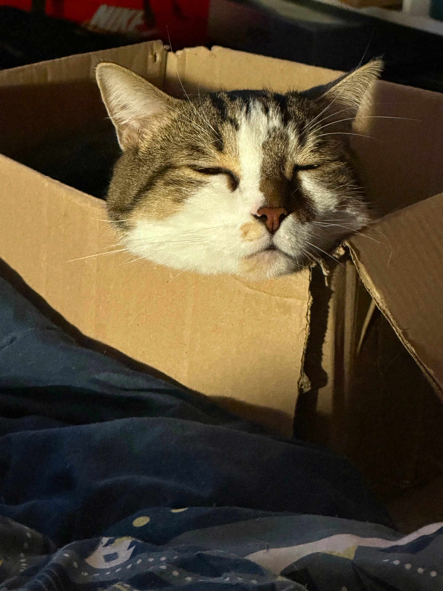 Yume a rejoint le concours — aidez-le/la à gagner de superbes lots ! cat, tabby_cat, cardboard_box, sleeping, cozy, whiskers, face, ears, nose, closed_eyes, pet, domestic_cat, indoor, sunlight, shadow, bedding, blanket, cardboard, portrait, relaxed