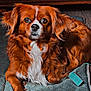 dog, canine, brown_fur, white_chest, pet_bed, indoor, portrait, eyes, nose, whiskers, long_hair, floppy_ears, cozy, looking_at_camera, home_interior, wooden_cabinet, floor, cushion, relaxed, paw