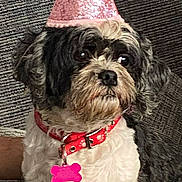 Bella is registered to the contest to win money with this photo: dog, pet, party_hat, collar, pink, black_and_white, fluffy, indoor, couch, furniture, cute, animal, sitting, looking_away, small_dog, fur, tag, domestic_animal, companion, celebration