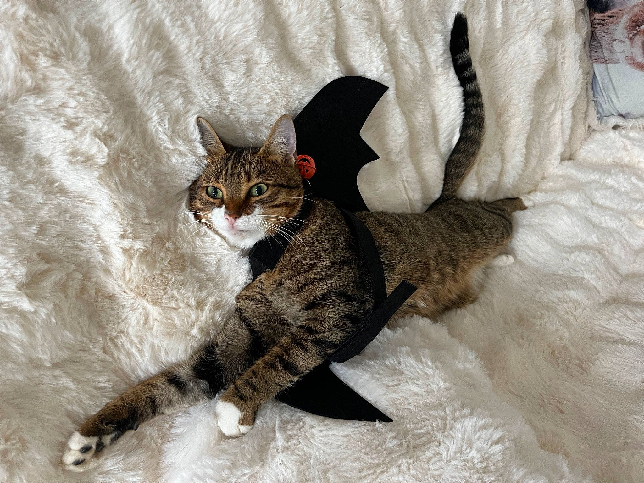 Hubert participe au concours pour gagner de l'argent avec cette photo : carnivore, cat, claw, comfort, domestic_short_haired_cat, felidae, fur, grey, paw, sitting, small_to_medium_sized_cats, snout, tail, terrestrial_animal, tree, whiskers