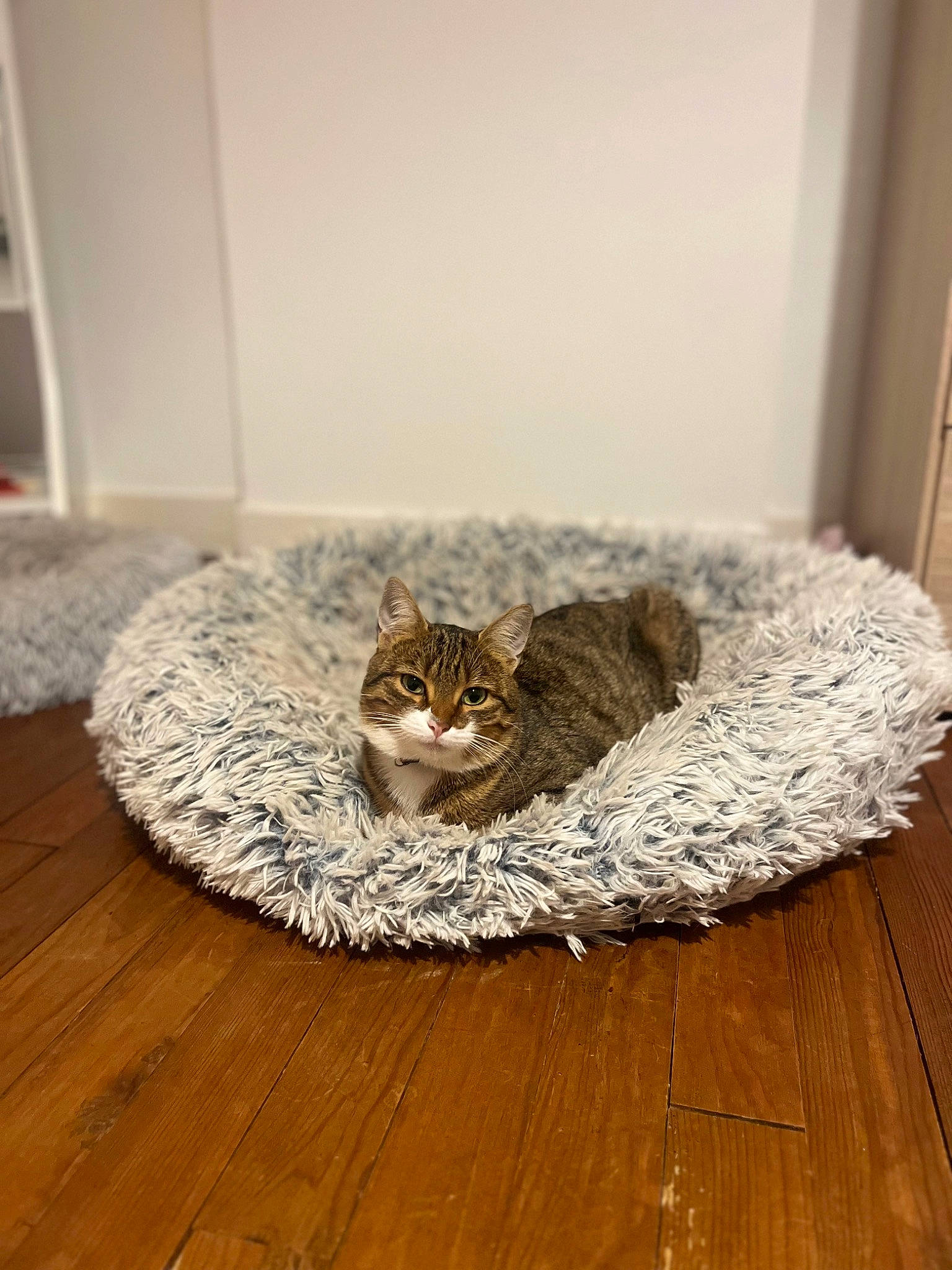 Hubert a rejoint le concours — aidez-le/la à gagner de superbes lots ! carnivore, cat, cat_supply, comfort, domestic_short_haired_cat, door, felidae, floor, flooring, fur, grey, hardwood, laminate_flooring, small_to_medium_sized_cats, tail, terrestrial_animal, whiskers, wood, wood_flooring, wood_stain