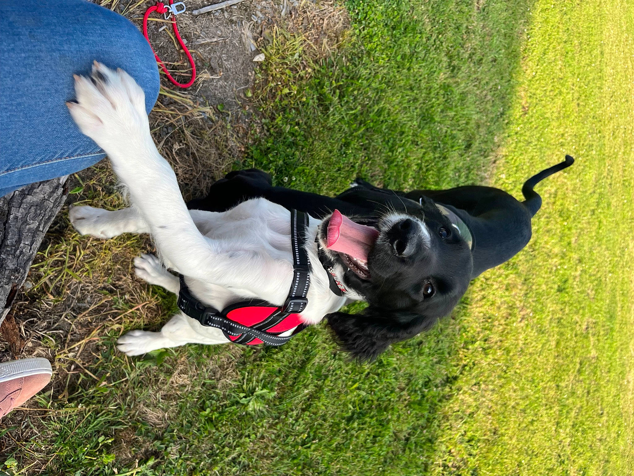 Ulyssia a rejoint le concours — aidez-le/la à gagner de superbes lots ! adventure, carmine, carnivore, companion_dog, dog, dog_breed, dog_supply, fawn, fun, grass, guard_dog, human_leg, leash, leisure, personal_protective_equipment, plant, recreation, sporting_group, tail, tree