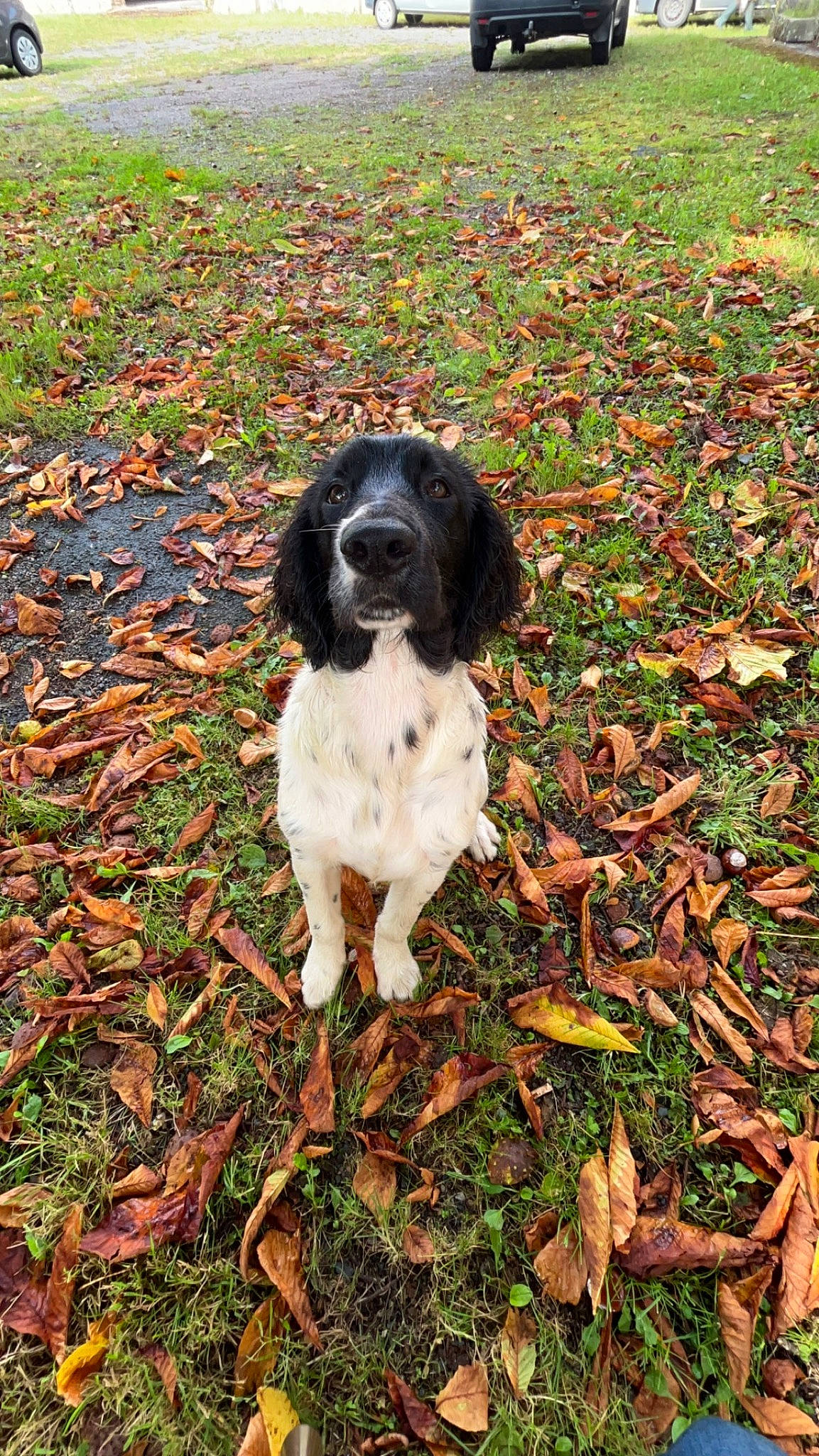 Ulyssia participe au concours pour gagner de l'argent avec cette photo : autumn, canidae, carnivore, companion_dog, dog, dog_breed, fur, grass, groundcover, gun_dog, hunting_dog, liver, plant, snout, soil, spaniel, sporting_group, tail, working_animal, working_dog