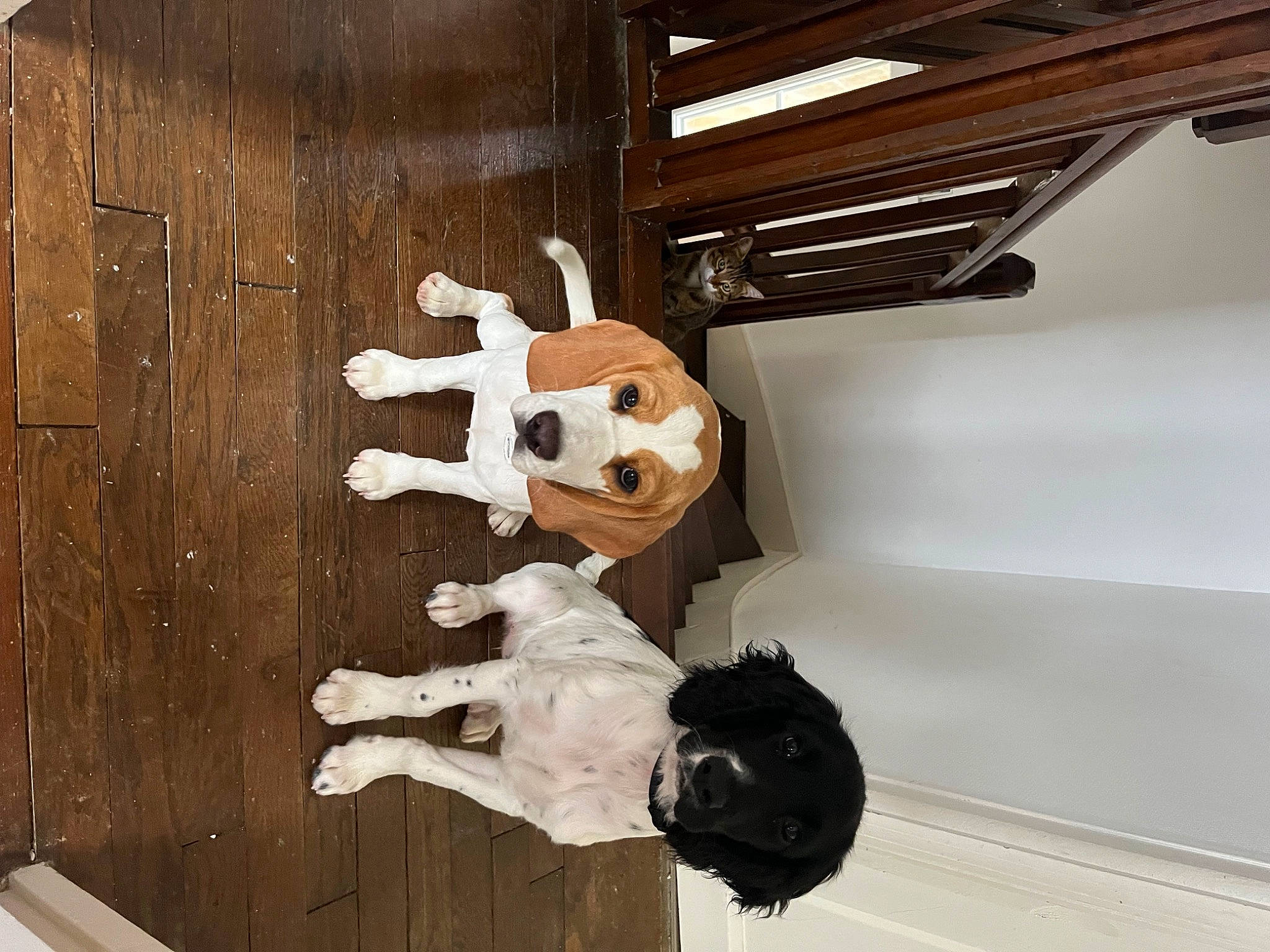 Ulyssia a rejoint le concours — aidez-le/la à gagner de superbes lots ! art, ceiling, daylighting, flooring, fur, hardwood, house, metal, plywood, room, sculpture, statue, tourist_attraction, visual_arts, window, wood, wood_stain, working_animal