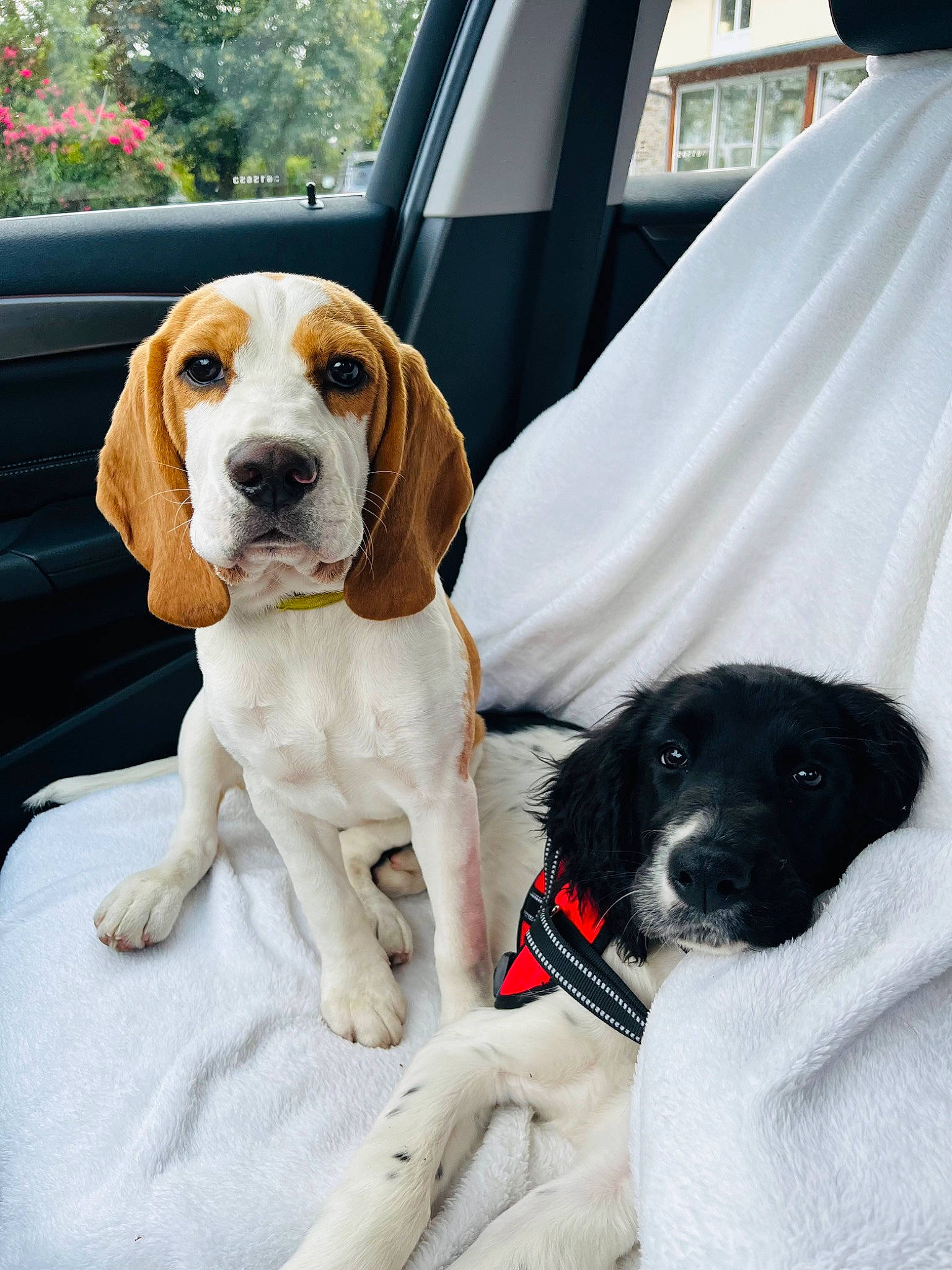 Uthopie a rejoint le concours — aidez-le/la à gagner de superbes lots ! automotive_exterior, canidae, car, carnivore, collar, comfort, companion_dog, dog, dog_breed, dog_collar, fawn, hound, hubcap, pet_supply, scent_hound, snout, sporting_group, vehicle, vehicle_door, working_animal