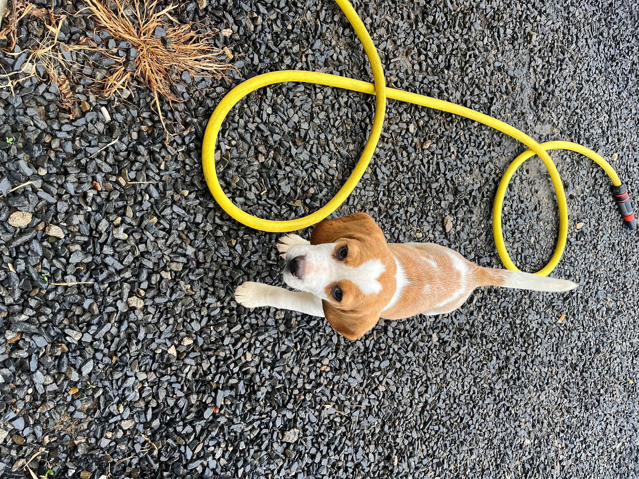 Uthopie a rejoint le concours — aidez-le/la à gagner de superbes lots ! asphalt, circle, concrete, fashion_accessory, fawn, flooring, font, grass, happy, jewellery, metal, pattern, road_surface, sidewalk, soil, tail, tar, terrestrial_animal, toy, wood