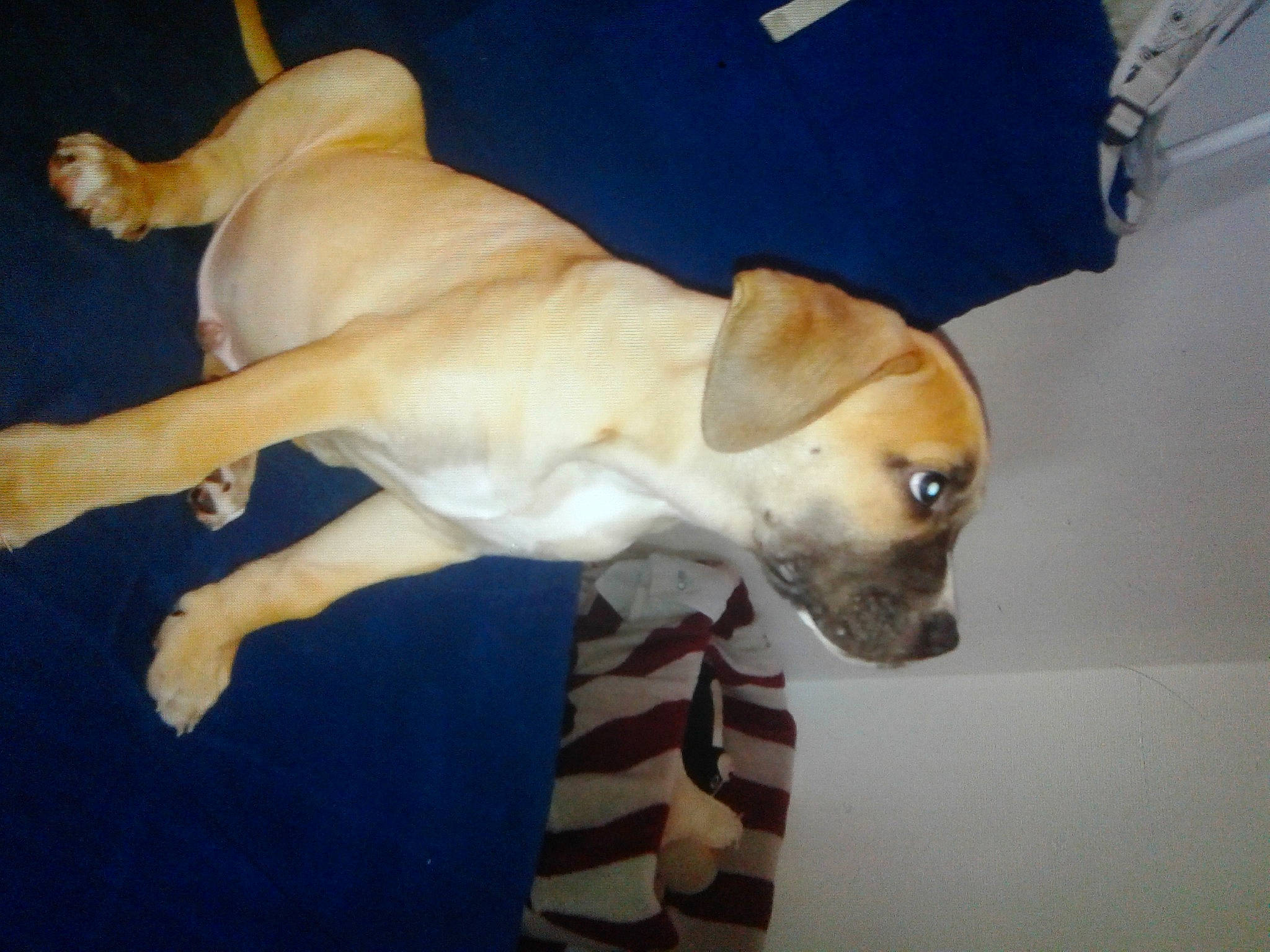 Mambo a rejoint le concours — aidez-le/la à gagner de superbes lots ! beagador, black_mouth_cur, canidae, carnivore, dog, dog_breed, fawn, feist, labrador_retriever, lurcher, mammal, paw, potcake_dog, puppy, retriever, snout, sporting_group, tail