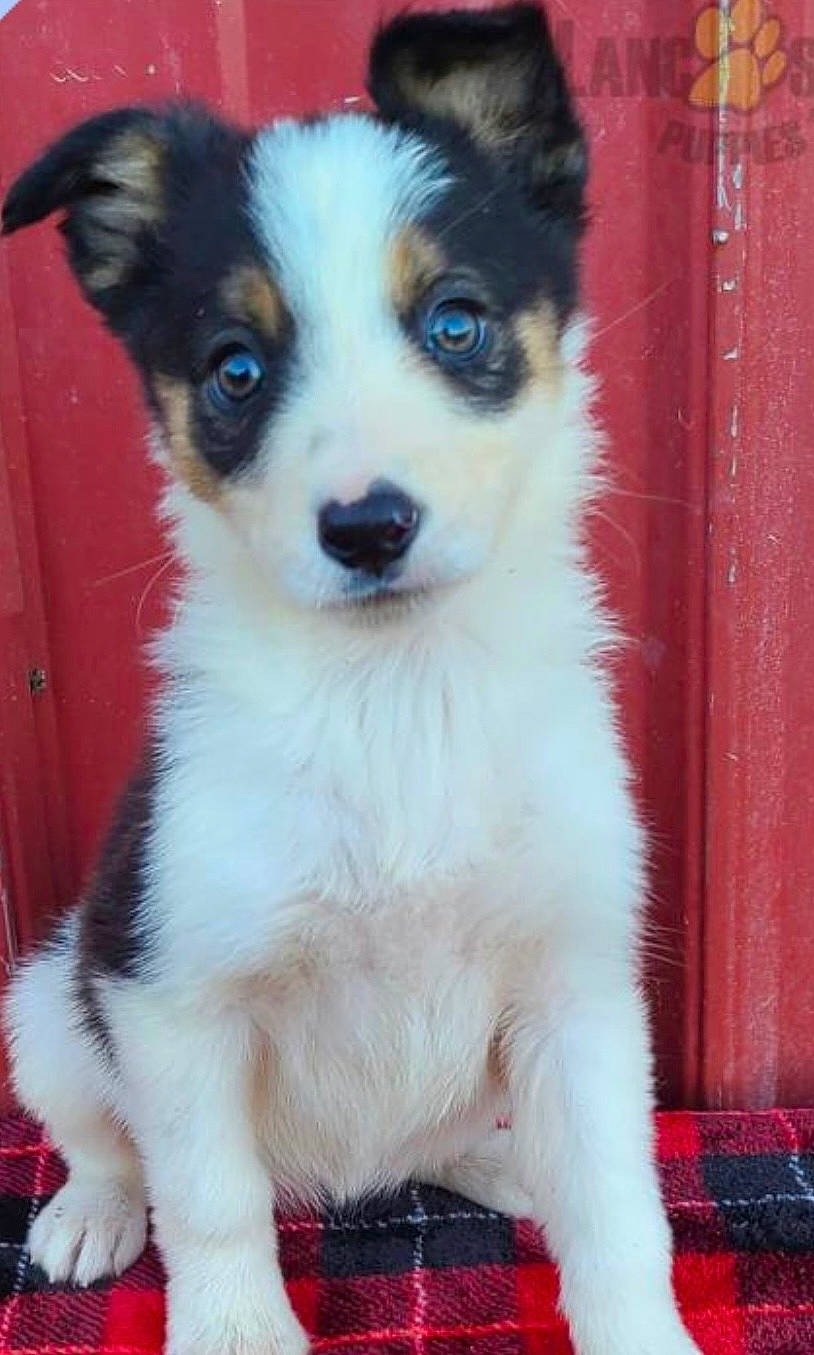 Sophie joined the competition — help win amazing prizes! ancient_dog_breeds, canidae, carnivore, companion_dog, dog, dog_breed, door, fur, snout, sporting_group, toy_dog, whiskers, working_animal, working_dog