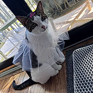 Zoe joined the competition — help win amazing prizes! cat, tuxedo_cat, pet, animal, sitting, white_fur, black_fur, pink_bow, tulle, costume, window, sunlight, indoor, wood_floor, mat, portrait, cute, whiskers, ears, tail