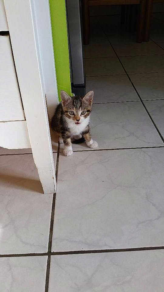Calypso