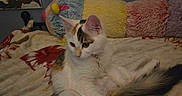 Carina joined the competition — help win amazing prizes! animal, bed, blanket, calico_cat, cat, caterpillar_toy, colorful, cozy, domestic_cat, feline, fur, indoor, pet, phone, plush_toy, relaxed, resting, sleep, sleepy, soft_toy