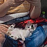 blanket, casual, cat, colorful_blanket, comfort, cozy, cute, feline, fur, hands, home, indoor, kitten, paw, person, pet, phone, relaxed, resting, striped_shirt