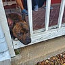 Tigerlily is registered to the contest to win money with this photo: brick_floor, brindle, concrete, daylight, dog, fence, head, lazy, leash, legs, outdoor, people, pet, porch, quiet, railing, resting, rocks, sneakers, wooden_bars
