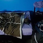 Tigerlily is registered to the contest to win money with this photo: animal, bed, blanket, blanket_covered, blue_wall, carpet, casual, clothes, cozy, dark, dog, furniture, household, indoor, pet, pillow, resting, room, sleeping, table