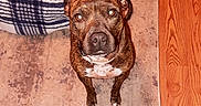 Tigerlily joined the competition — help win amazing prizes! animal, blanket, brindle, canine, carpet, collar, companionship, cute, dog, domestic_animal, ears, flooring, fur, furniture, home, indoor, looking_up, pet, waiting, wood_floor
