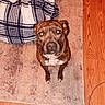 animal, blanket, brindle, canine, carpet, collar, companionship, cute, dog, domestic_animal, ears, flooring, fur, furniture, home, indoor, looking_up, pet, waiting, wood_floor