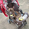 Tigerlily joined the competition — help win amazing prizes! black, brindle, brown, canopy, carpet, collar, dog, ears, fabric, face, floor, four_wheels, indoor, leash, pet, plastic, playful, stroller, tennis_ball, toy