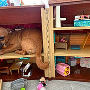 Juni is registered to the contest to win money with this photo: dog, dollhouse, toy, miniature_furniture, brown_dog, indoor, pet, small_dog, curled_up, floor, plastic_toy, table, bench, bed, pink_toy_carrier, mirror, living_room, childrens_toys, playful, house