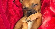 Juni is registered to the contest to win money with this photo: dog, puppy, blanket, red, cozy, sleeping, relaxed, paw, fur, cute, pet, indoor, comfort, small_dog, resting, snuggle, warm, animal, closeup, soft