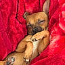 dog, puppy, blanket, red, cozy, sleeping, relaxed, paw, fur, cute, pet, indoor, comfort, small_dog, resting, snuggle, warm, animal, closeup, soft