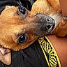 Juni is registered to the contest to win money with this photo: dog, close_up, brown_dog, pet, paw, black_fabric, yellow_band, cute, animal, lying_down, whiskers, nose, ears, fur, domestic_animal, relaxed, portrait, looking_up, small_dog, companion