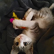Pepper Rowley joined the competition — help win amazing prizes! animal, blanket, cat, close_up, curious, cute, domestic, feathers, fur, indoor, kitten, lying_down, paw, pet, playful, relaxed, soft, toy, whiskers, young