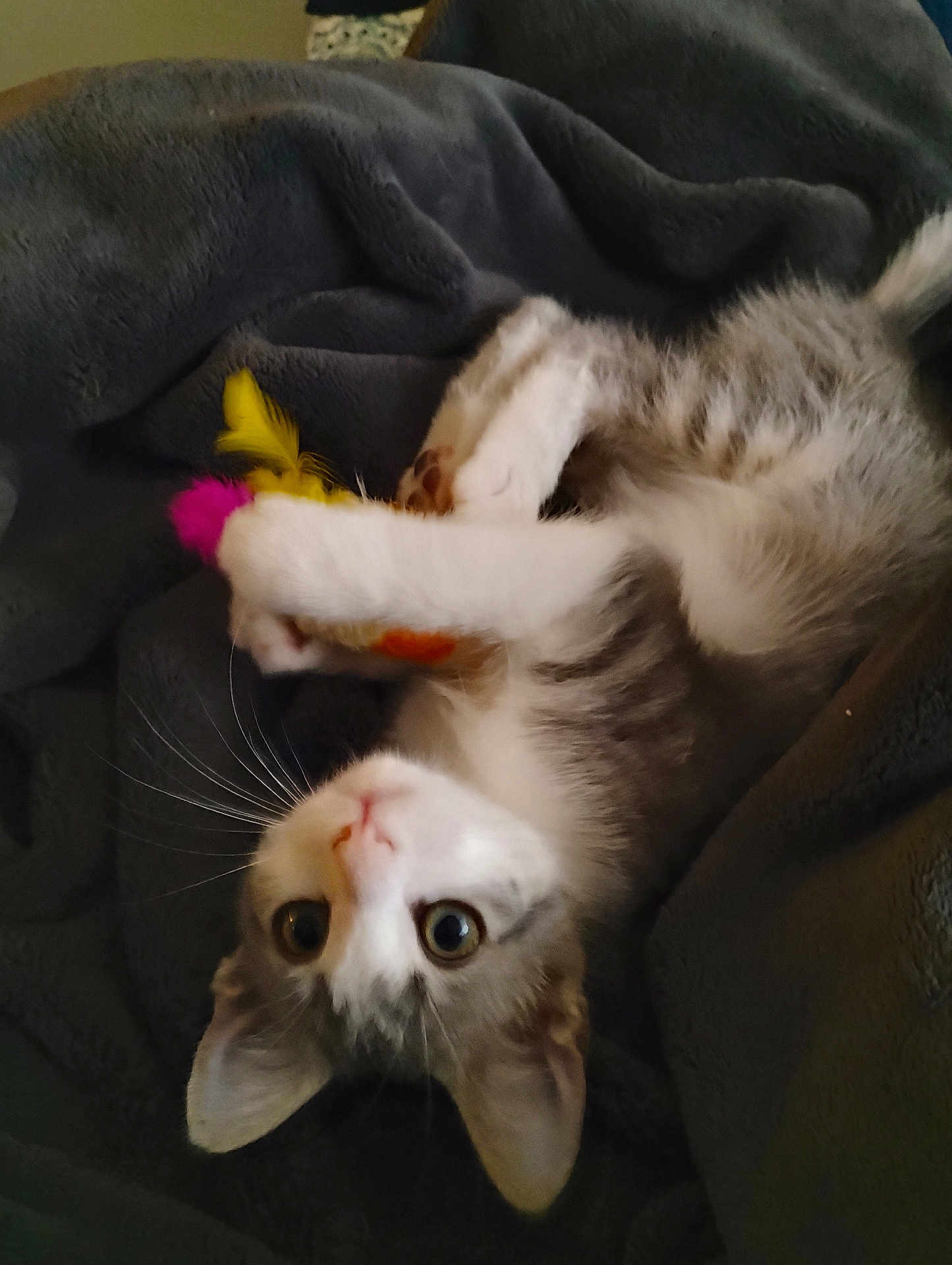 Pepper Rowley joined the competition — help win amazing prizes! animal, blanket, cat, close_up, curious, cute, domestic, feathers, fur, indoor, kitten, lying_down, paw, pet, playful, relaxed, soft, toy, whiskers, young