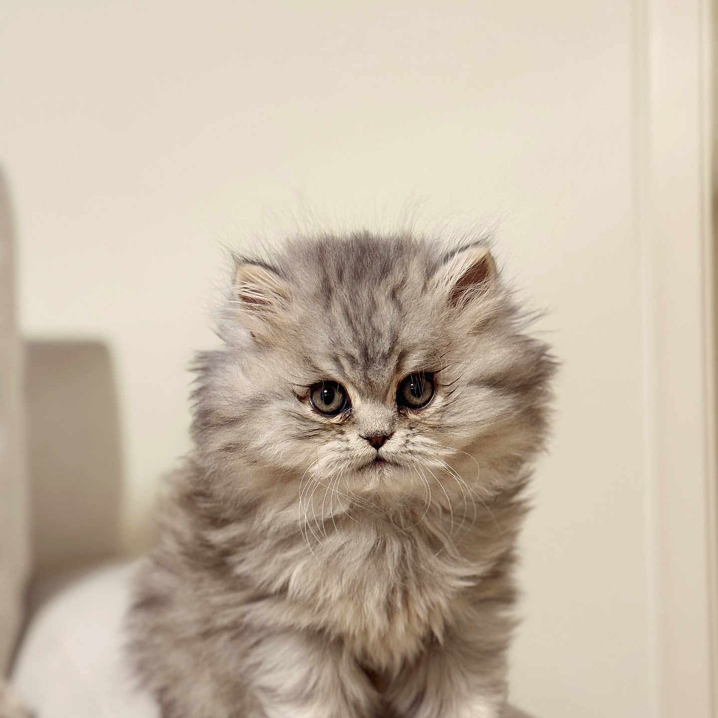 Nonga is registered to the contest to win money with this photo: abyssinian, angora, animal, cat, kitten, manx, pet