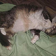 Gizzmo joined the competition — help win amazing prizes! animal, blanket, cat, comfort, cozy, cute, domestic_cat, feline, fluffy, fur, gray, indoor, napping, paw, pet, relaxed, resting, sleeping, soft, white