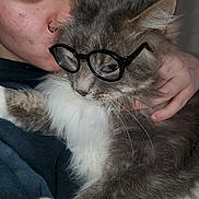 Gizmo joined the competition — help win amazing prizes! accessory, calm, cat, closeup, cuddle, eyelashes, fur, glasses, gray_cat, hand, holding, indoor, nose_ring, novelty, person, pet, piercing, portrait, whiskers, white_fur