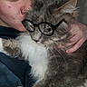 accessory, calm, cat, closeup, cuddle, eyelashes, fur, glasses, gray_cat, hand, holding, indoor, nose_ring, novelty, person, pet, piercing, portrait, whiskers, white_fur