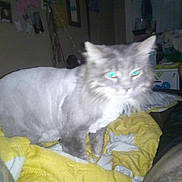 Gizmo joined the competition — help win amazing prizes! cat, shaved_cat, yellow_blanket, white_blanket, indoor, pet, animal, feline, blurred, low_light, glowing_eyes, bedroom, person, feet, legs, cozy, resting, domestic, furry, cute